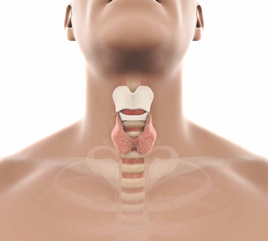 Flexible Laryngoscopy Dr. David Temmermand